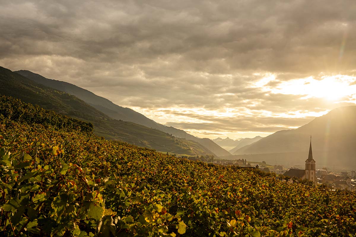 Ausblick über die Weinregion Salgesch im Wallis